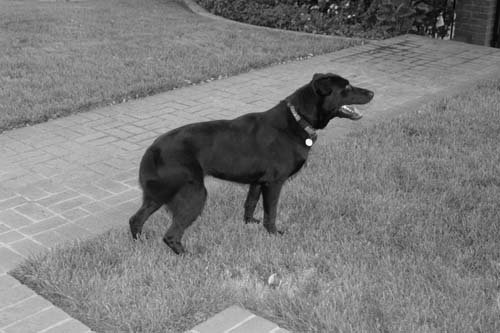CRW_1438-B&W-