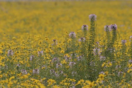 FlowersInFlagstaff