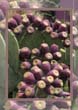 PricklyPearsInLasCruses