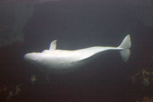 102-BelugaWhale1