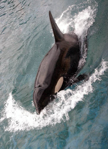 113-Shamu