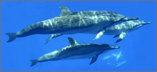 114-KonaDolphinLife1