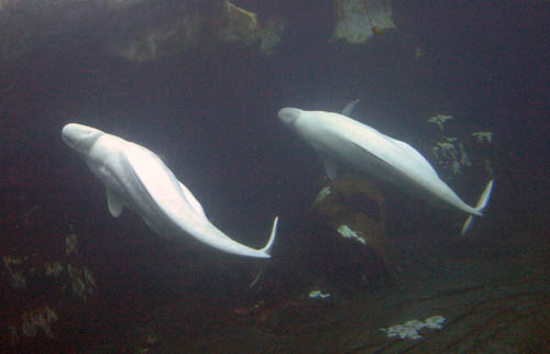 119-BelugaWhales