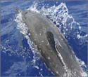 109-KonaDolphin1