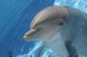 118-MirageDolphin1